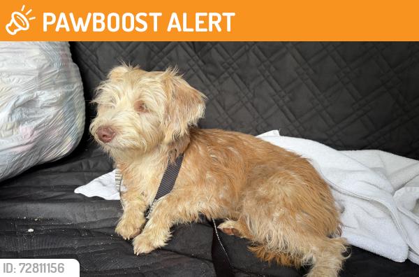 Found/Stray Female Dog last seen Pebble creek, Greenville County, SC 29609