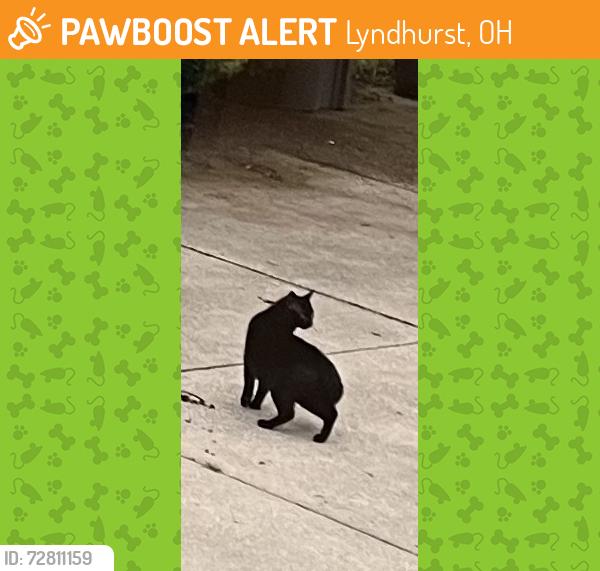 Found/Stray Unknown Cat last seen Above, Lyndhurst, OH 44124