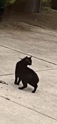 Found/Stray Unknown Cat last seen Above, Lyndhurst, OH 44124