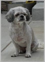 Lost Female Dog last seen Centennial Club Dr & Tyler St, Conway, AR 72034