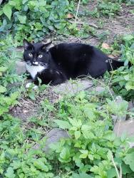 Found/Stray Unknown Cat last seen Christ hosp, Cincinnati, OH 45219