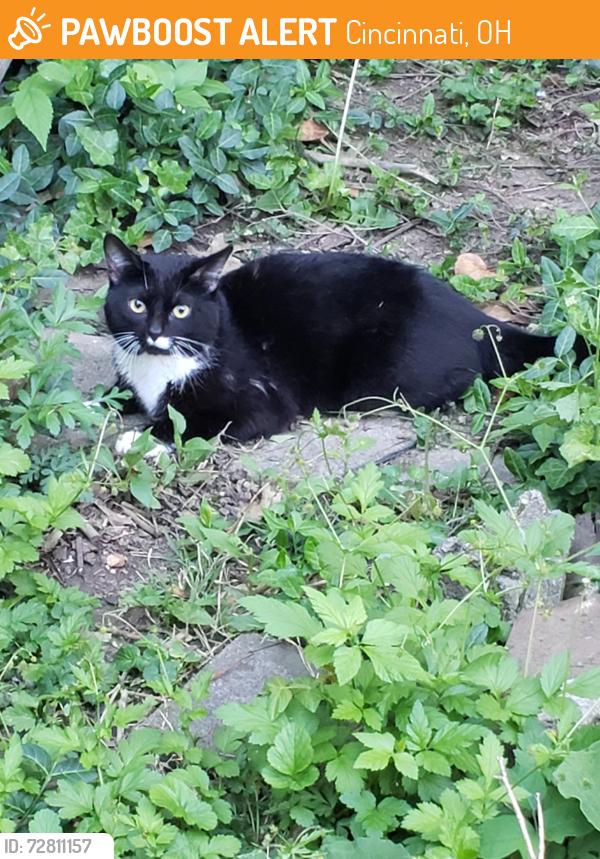 Found/Stray Unknown Cat last seen Christ hosp, Cincinnati, OH 45219