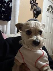 Lost Male Dog last seen Near north 43 Dr , Glendale, AZ 85301