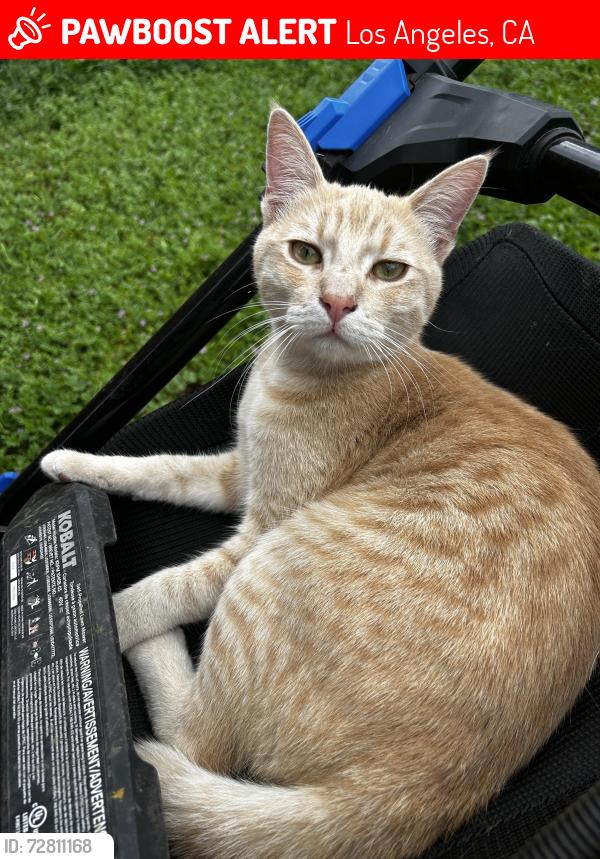 Lost Male Cat last seen Near W 60th St , Los Angeles, CA 90047