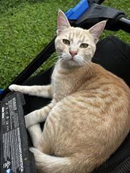 Lost Male Cat last seen Near W 60th St , Los Angeles, CA 90047