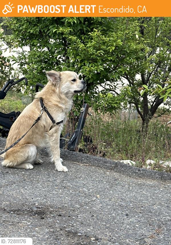 Found/Stray Male Dog last seen Encino, Escondido, CA 92025