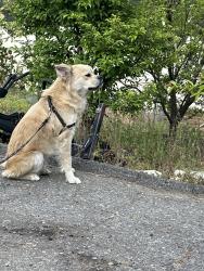 Found/Stray Male Dog last seen Encino, Escondido, CA 92025