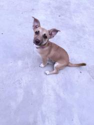 Found/Stray Female Dog last seen 109th street and Hoover , Los Angeles, CA 90044