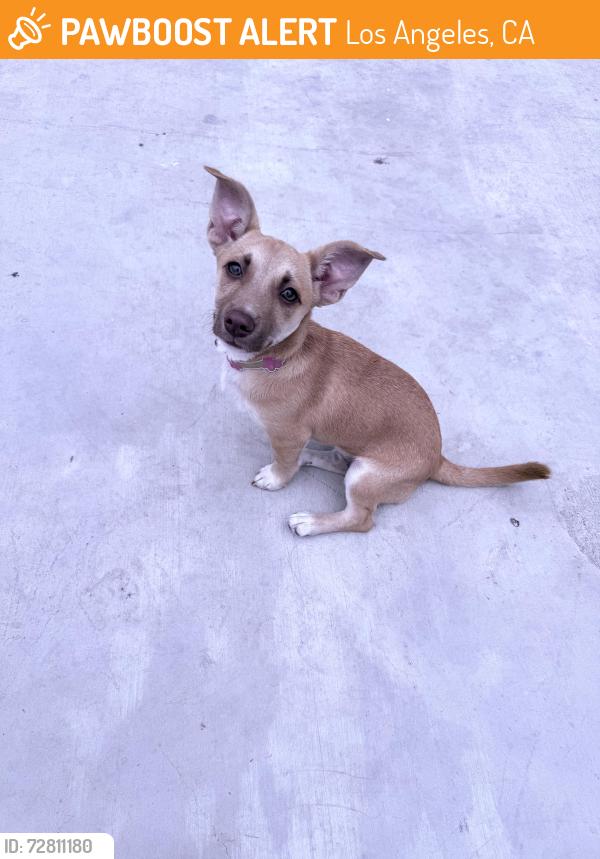Found/Stray Female Dog last seen 109th street and Hoover , Los Angeles, CA 90044