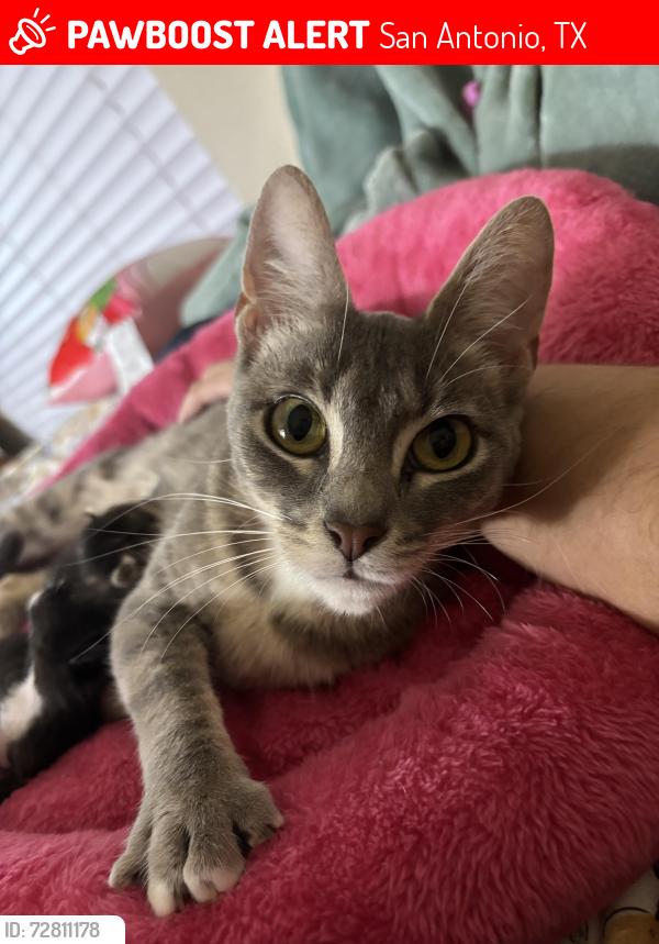 Lost Female Cat last seen Brixton apmts , San Antonio, TX 78217