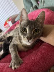 Lost Female Cat last seen Brixton apmts , San Antonio, TX 78217