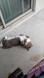 Lost Male Cat last seen Wild senna blvd, Tampa, FL 33619