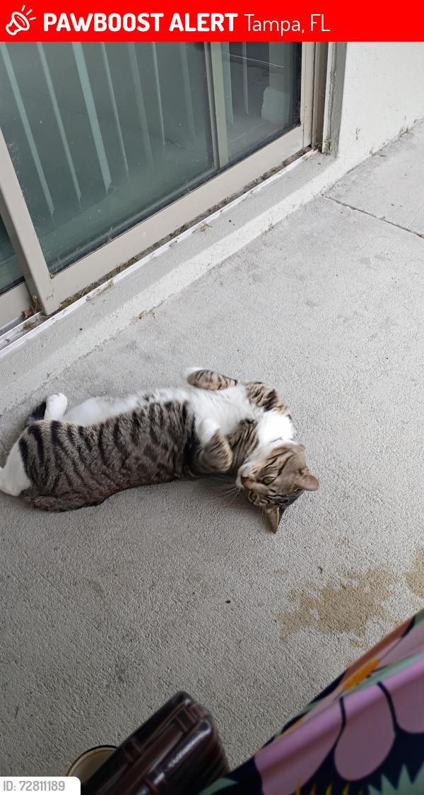 Lost Male Cat last seen Wild senna blvd, Tampa, FL 33619