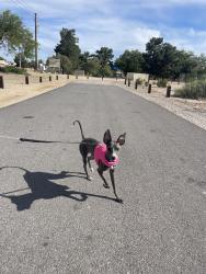 Lost Female Dog last seen Across from a Subway, Paradise, NV 89120