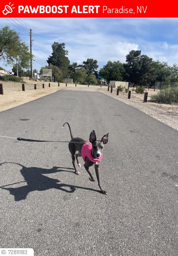 Lost Female Dog last seen Across from a Subway, Paradise, NV 89120