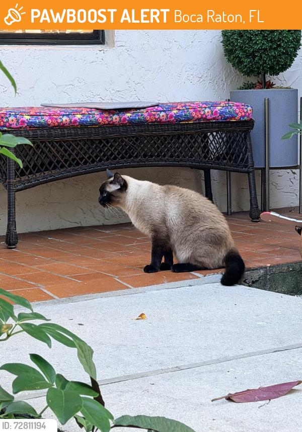 Found/Stray Unknown Cat last seen By the golf course in Horizons of Boca lago , Boca Raton, FL 33433