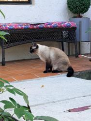 Found/Stray Unknown Cat last seen By the golf course in Horizons of Boca lago , Boca Raton, FL 33433