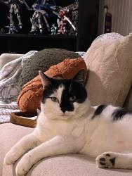 Lost Male Cat last seen Doric Park  , Cranston, RI 02910