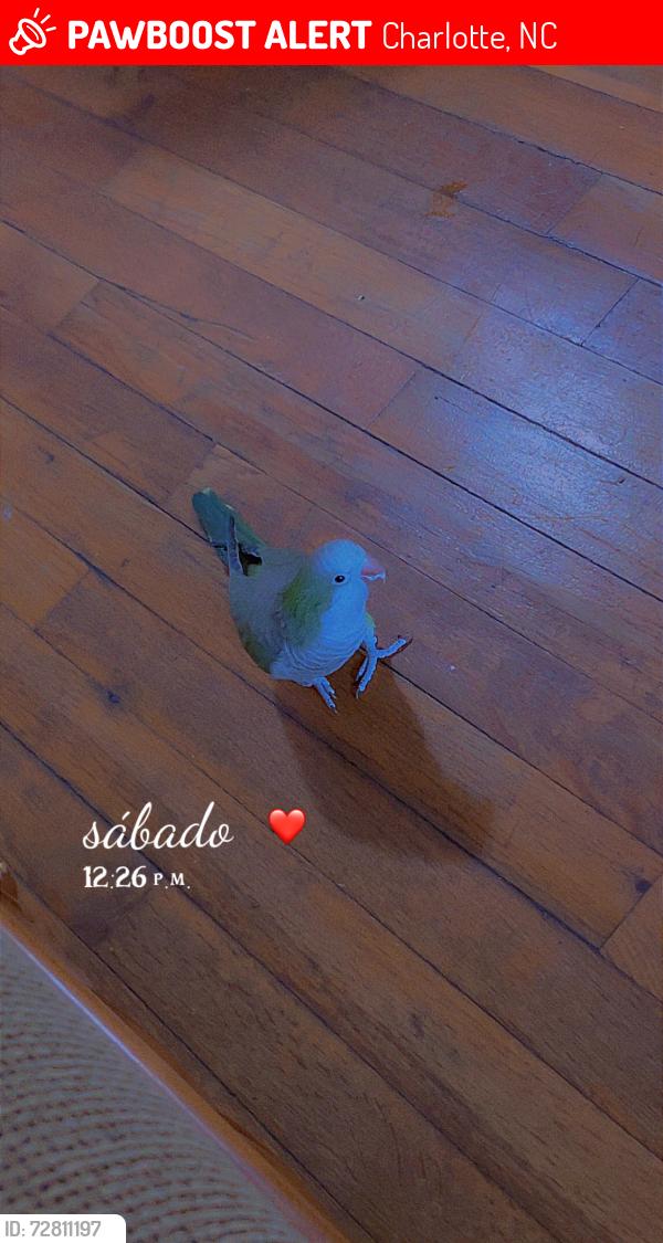 Lost Unknown Bird last seen Tyvola, Charlotte, NC 28210