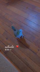 Lost Unknown Bird last seen Tyvola, Charlotte, NC 28210