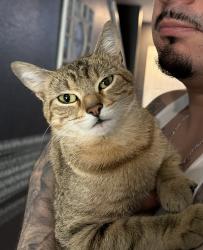 Lost Female Cat last seen Kelley Park, Georgetown, TX 78626