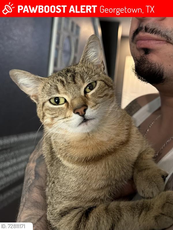 Lost Female Cat last seen Kelley Park, Georgetown, TX 78626