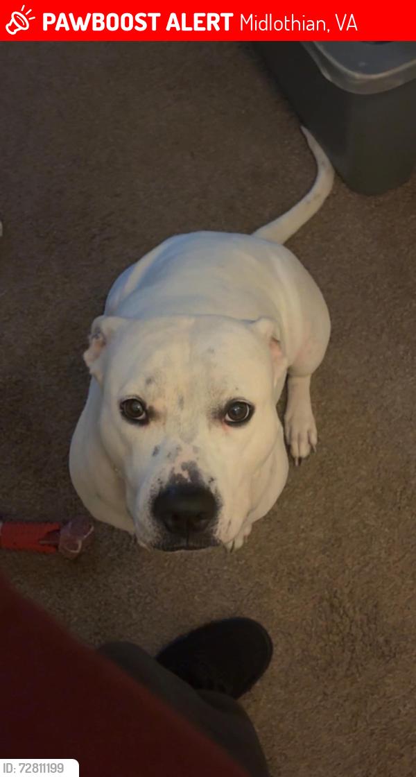 Lost Female Dog last seen Near 288, Midlothian, VA 23235