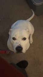 Lost Female Dog last seen Near 288, Midlothian, VA 23235