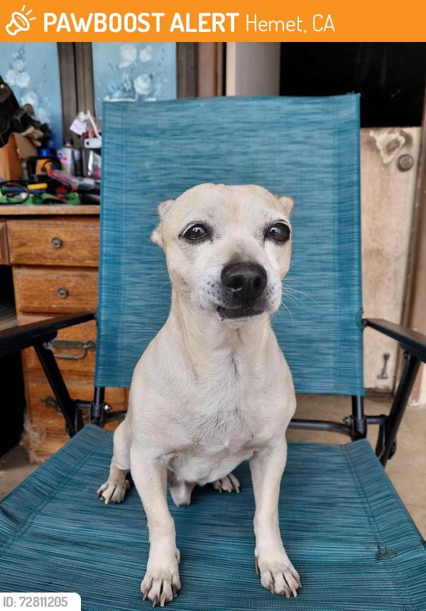 Found/Stray Male Dog last seen Stetson State , Hemet, CA 92544