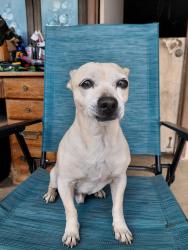 Found/Stray Male Dog last seen Stetson State , Hemet, CA 92544