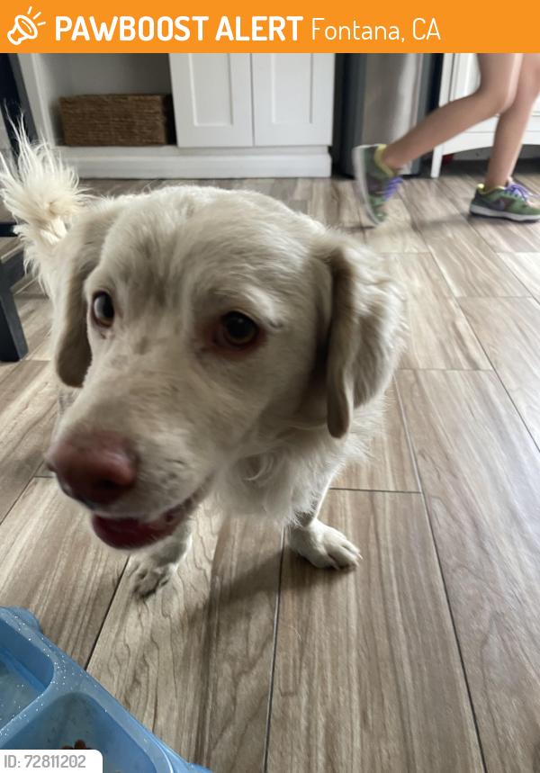 Found/Stray Male Dog last seen Hibiscus Ave , Fontana, CA 92335
