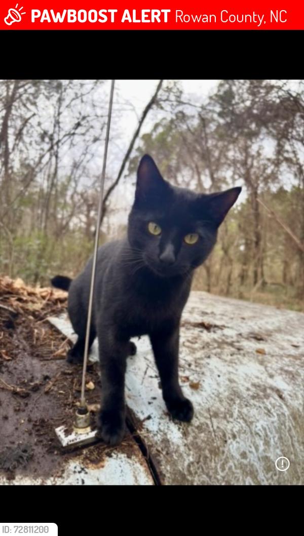 Lost Male Cat last seen Castor Rd., Jackson Park, Faith Rd., Hey.152, Rowan County, NC 28146