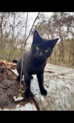 Lost Male Cat last seen Castor Rd., Jackson Park, Faith Rd., Hey.152, Rowan County, NC 28146