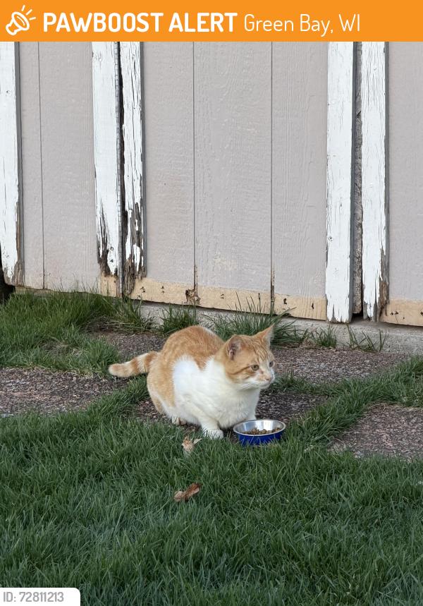 Found/Stray Male Cat last seen Erie Rd , Green Bay, WI 54311
