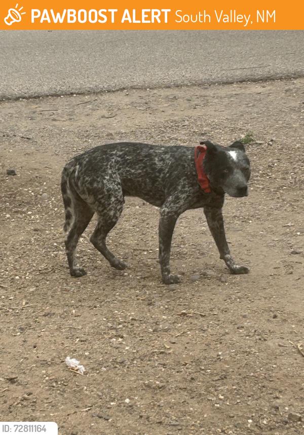 Found/Stray Male Dog last seen Blake and Barboa Pl, South Valley, NM 87105