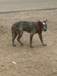 Found/Stray Male Dog last seen Blake and Barboa Pl, South Valley, NM 87105