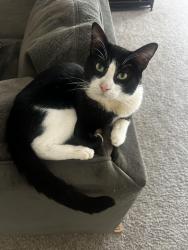 Lost Male Cat last seen On base, Fort Liberty, NC 28307