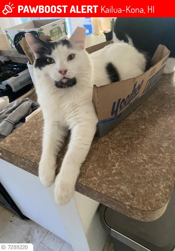 Lost Male Cat last seen Pines II, Kailua-Kona, HI 96740