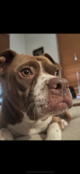 Lost Female Dog last seen Martin Luther king and Grevers , San Antonio, TX 78203