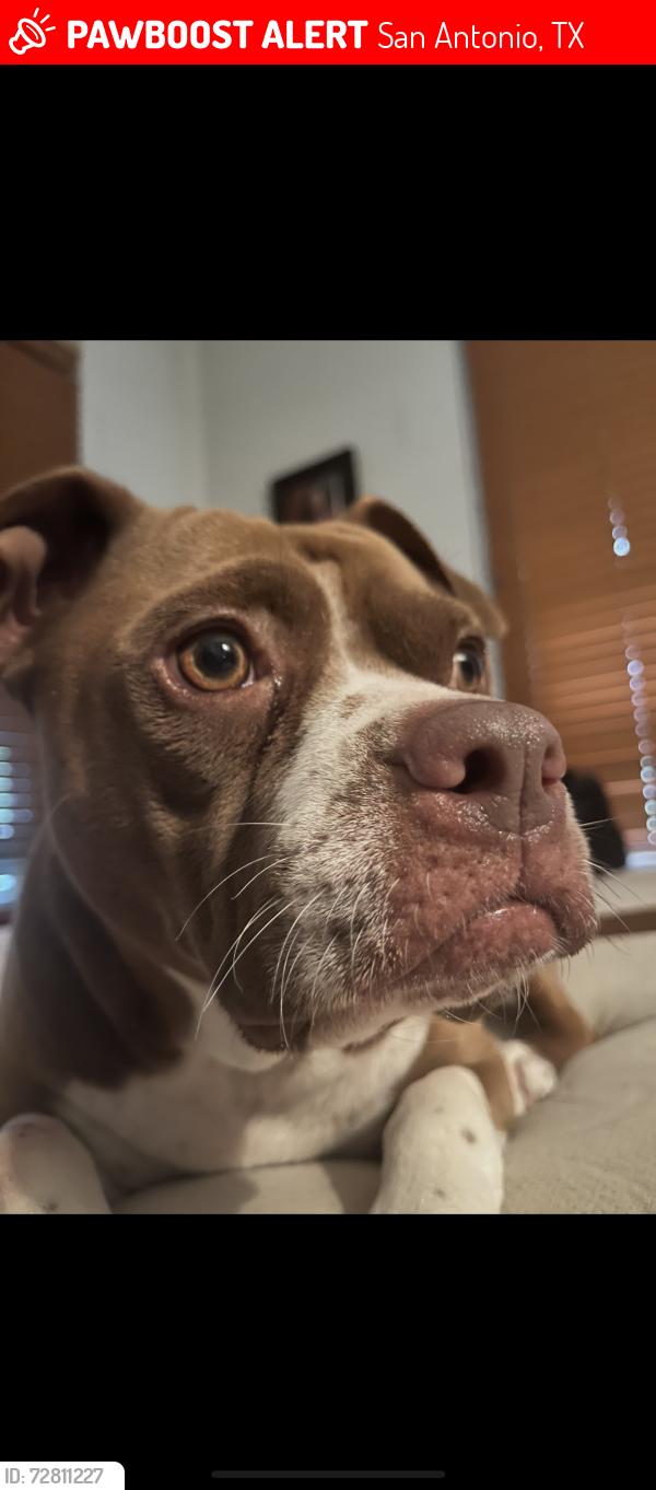 Lost Female Dog last seen Martin Luther king and Grevers , San Antonio, TX 78203