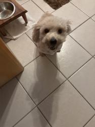 Found/Stray Male Dog last seen Braeswood and Gessner, Houston, TX 77071