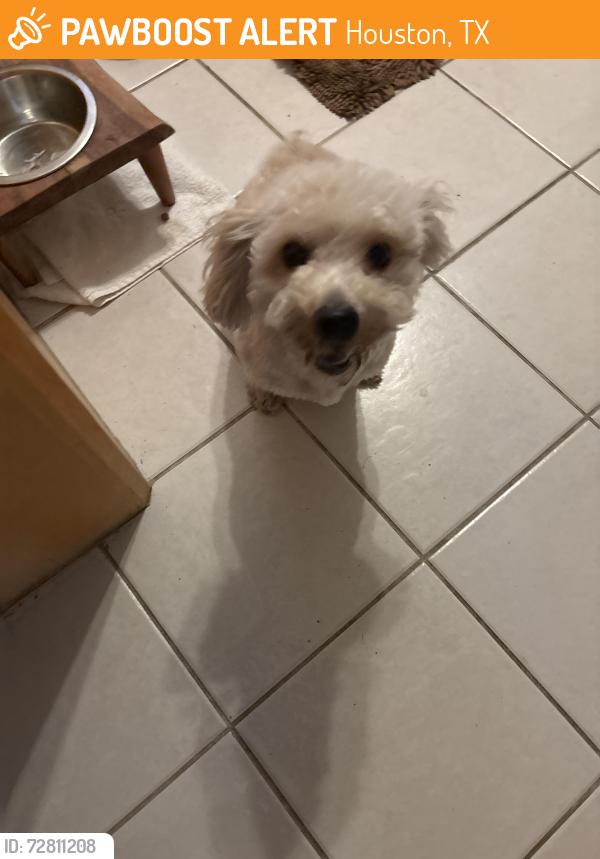 Found/Stray Male Dog last seen Braeswood and Gessner, Houston, TX 77071