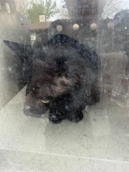 Shelter Stray Male Cat last seen Near BLOCK S 6545 W, WEST VALLEY CITY UT 84128, Salt Lake City, UT 84120