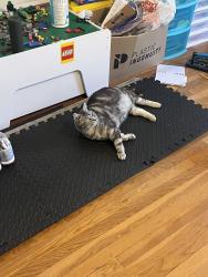 Lost Male Cat last seen Patterson Market Area , Broadway, NC 27505