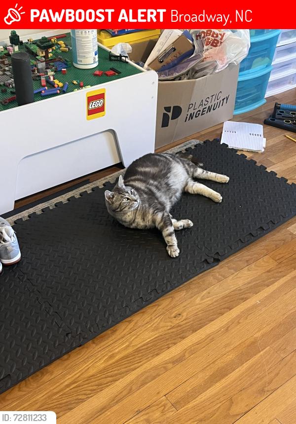 Lost Male Cat last seen Patterson Market Area , Broadway, NC 27505