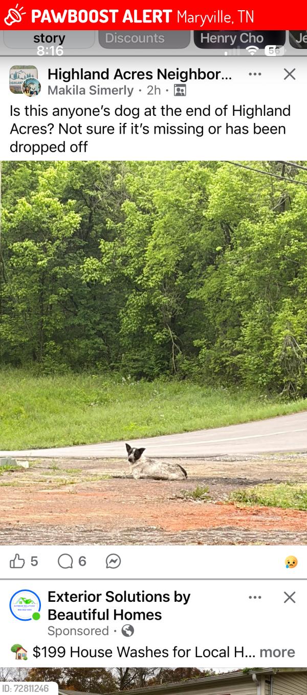Lost Unknown Dog last seen Howard Jones Rd., Maryville, TN 37801