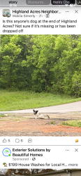 Lost Unknown Dog last seen Howard Jones Rd., Maryville, TN 37801