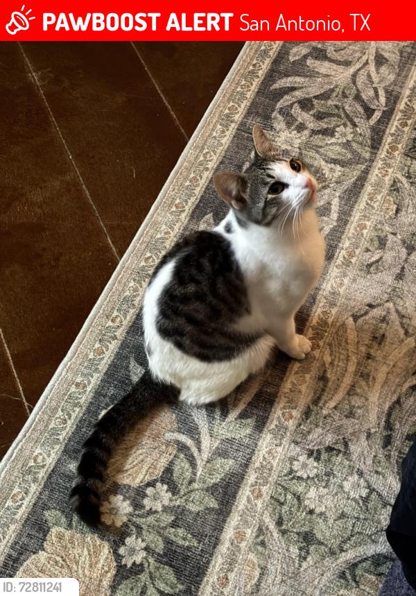 Lost Male Cat last seen Knollcreek Dr, Purlane, San Antonio, TX 78247