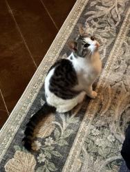 Lost Male Cat last seen Knollcreek Dr, Purlane, San Antonio, TX 78247