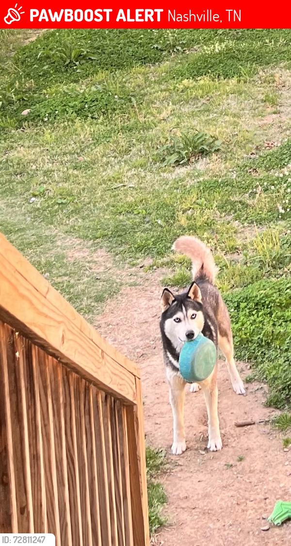 Lost Male Dog last seen Near Brantley dr antioch, Nashville, TN 37013